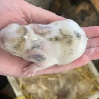 Lily's Bunny Barn - Photo 3