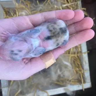 Lily's Bunny Barn - Photo 4