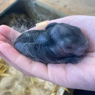 Lily's Bunny Barn - Photo 5