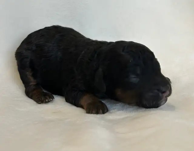 Mini Goldendoodles - Photo 2