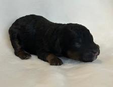 Mini Goldendoodles - Photo 2