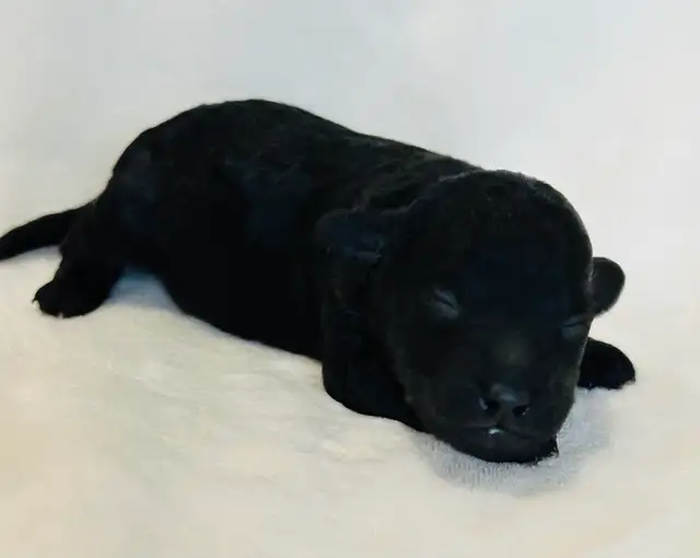 Mini Goldendoodles - Photo 3