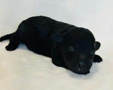 Mini Goldendoodles - Photo 3