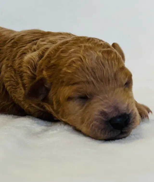 Mini Goldendoodles - Photo 4