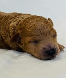 Mini Goldendoodles - Photo 4