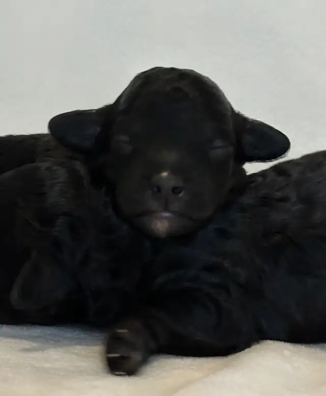 Mini Goldendoodles - Photo 5