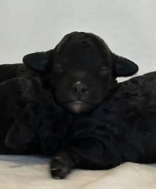 Mini Goldendoodles - Photo 5