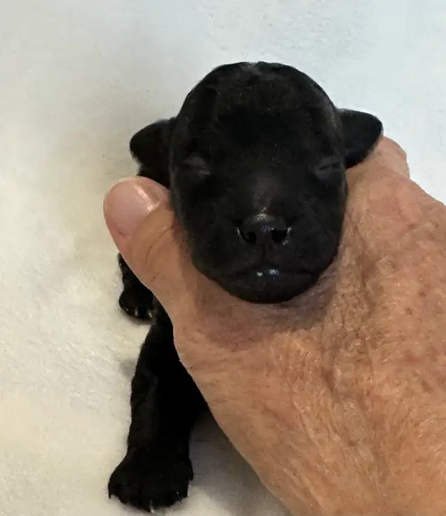 Mini Goldendoodles - Photo 6