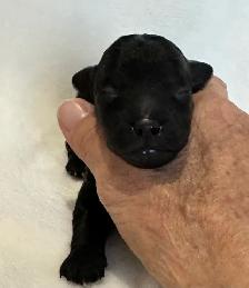 Mini Goldendoodles - Photo 6