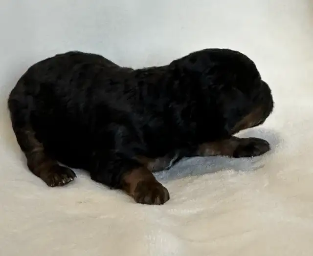 Mini Goldendoodles - Photo 7