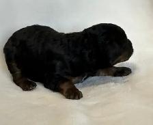 Mini Goldendoodles - Photo 7