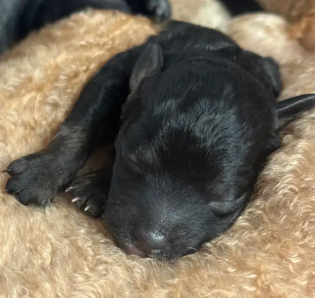 Mini Goldendoodles - Photo 8