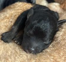 Mini Goldendoodles - Photo 8