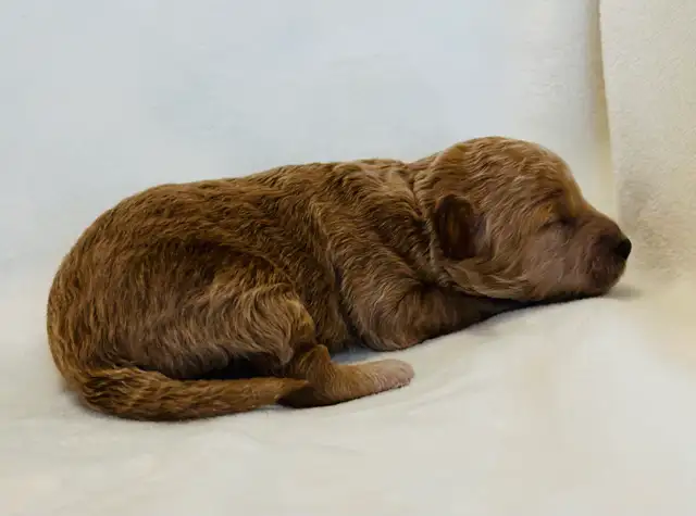 Mini Goldendoodles - Photo 9