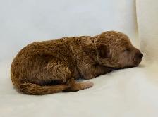 Mini Goldendoodles - Photo 9