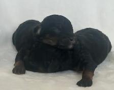 Mini Goldendoodles - Photo 10