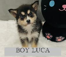 Pomsky puppies - Photo 2