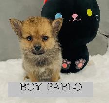 Pomsky puppies - Photo 3