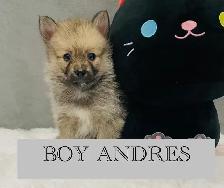 Pomsky puppies - Photo 4