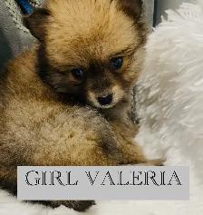 Pomsky puppies - Photo 5