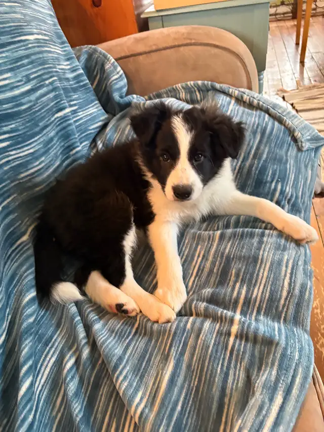 chiots Border Collies