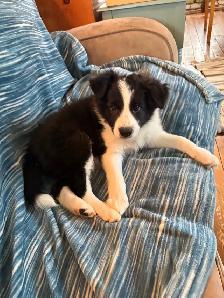 chiots Border Collies