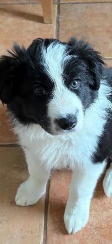 chiots Border Collies - Photo 2