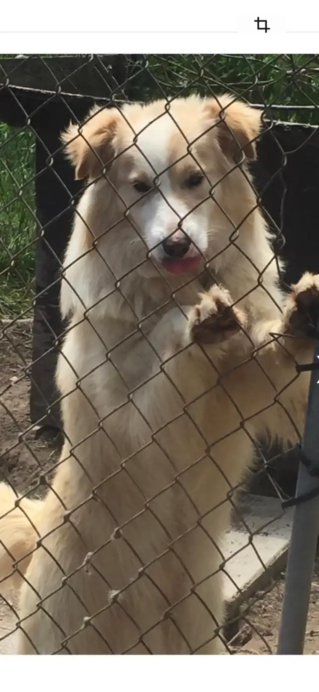 chiots Border Collies - Photo 3