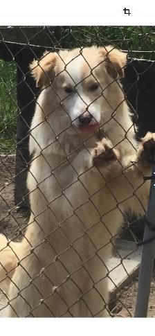 chiots Border Collies - Photo 3