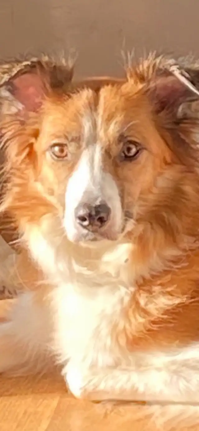 chiots Border Collies - Photo 4