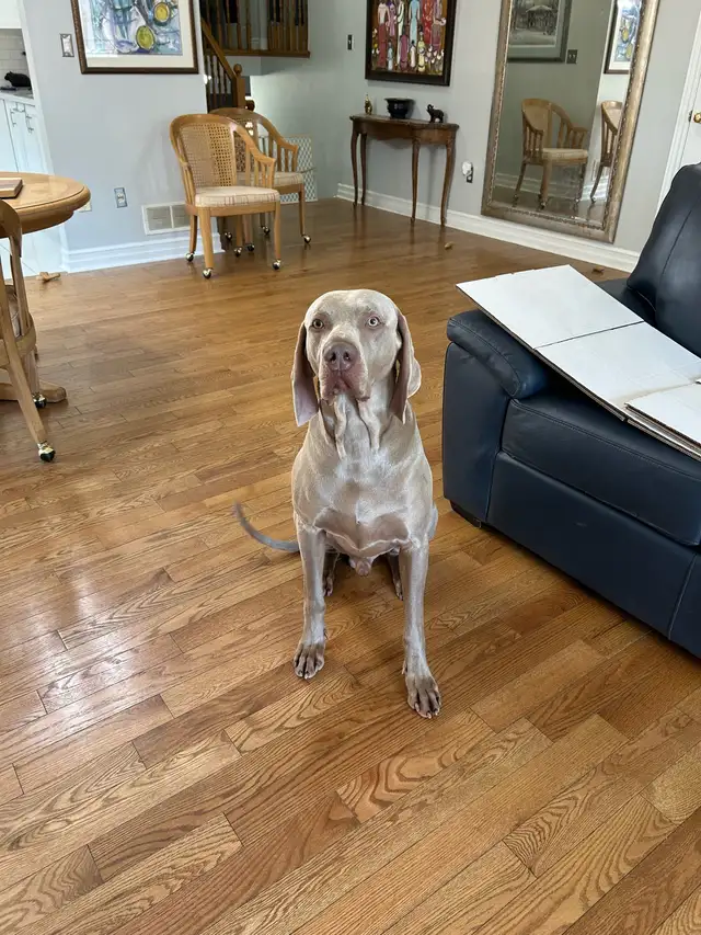 Weimaraner Presa Canario Mastiff Puppies