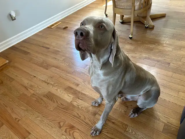 Weimaraner Presa Canario Mastiff Puppies - Photo 2