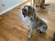 Weimaraner Presa Canario Mastiff Puppies - Photo 2