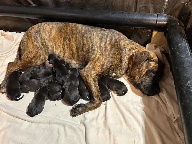 Weimaraner Presa Canario Mastiff Puppies - Photo 3
