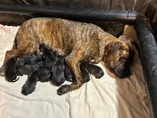 Weimaraner Presa Canario Mastiff Puppies - Photo 3