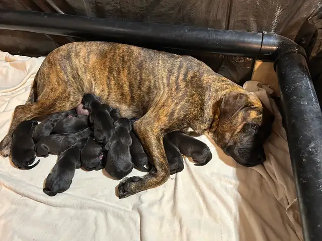Weimaraner Presa Canario Mastiff Puppies - Photo 4