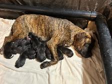Weimaraner Presa Canario Mastiff Puppies - Photo 4