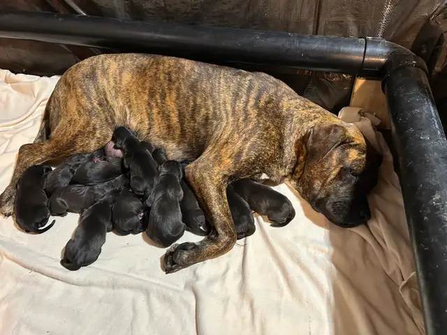 Weimaraner Presa Canario Mastiff Puppies - Photo 5