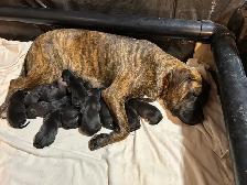 Weimaraner Presa Canario Mastiff Puppies - Photo 5