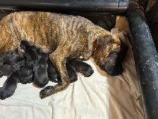 Weimaraner Presa Canario Mastiff Puppies - Photo 7