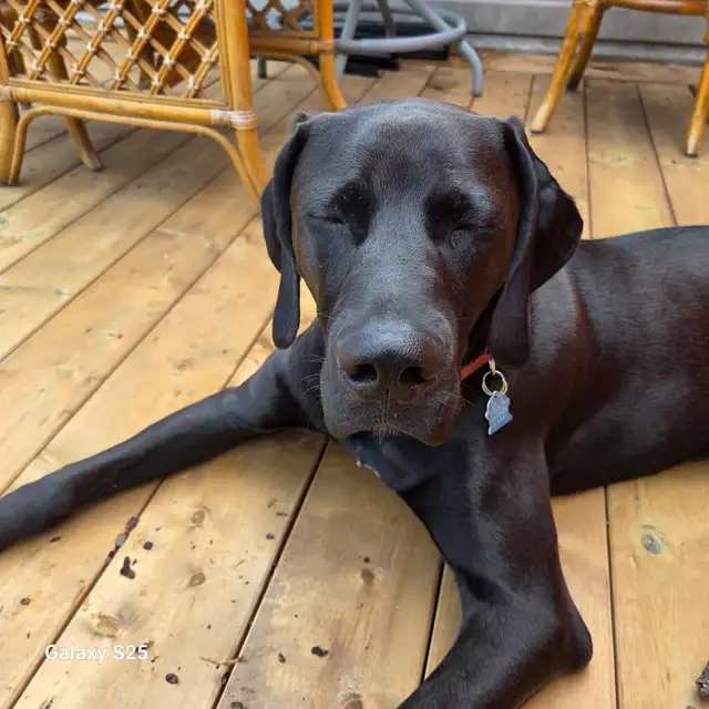 Weimaraner Presa Canario Mastiff Puppies - Photo 8