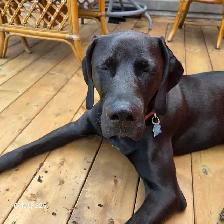 Weimaraner Presa Canario Mastiff Puppies - Photo 8