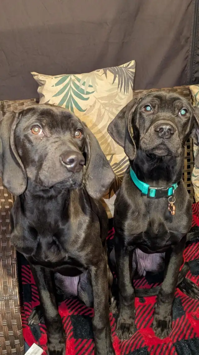 Weimaraner Presa Canario Mastiff Puppies - Photo 9