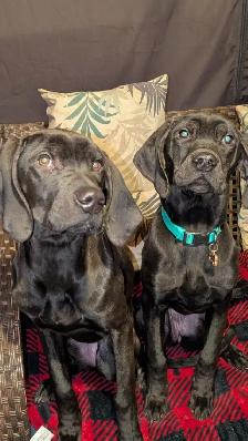 Weimaraner Presa Canario Mastiff Puppies - Photo 9