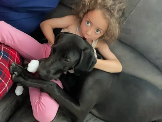 Weimaraner Presa Canario Mastiff Puppies - Photo 10