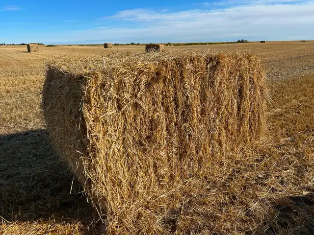 Large square straw bales for sale