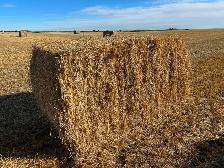 Large square straw bales for sale
