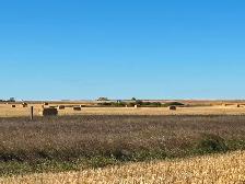 Large square straw bales for sale - Photo 2