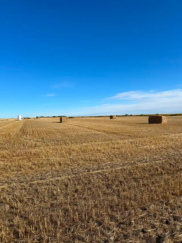 Large square straw bales for sale - Photo 3