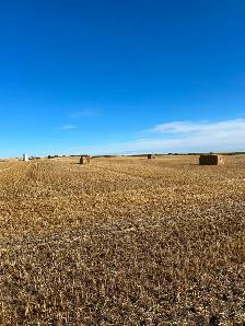 Large square straw bales for sale - Photo 3